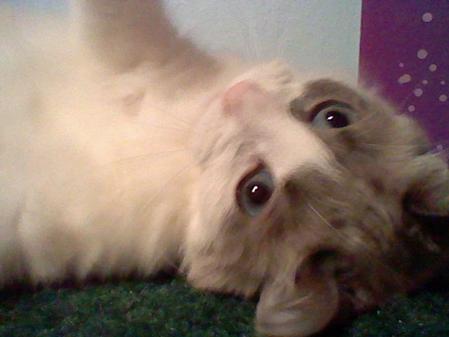 florence hanewacker's album, Photos from Nintendo DSi