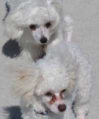 Nancy Brown's album, Profile Pictures