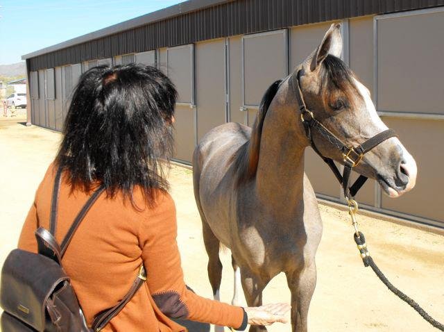 Janice Andersen's album, Arabian Horse Show 2013