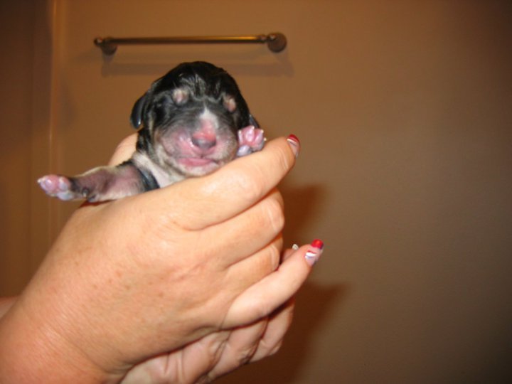 Jonathan Ide's album, Honey's Puppies