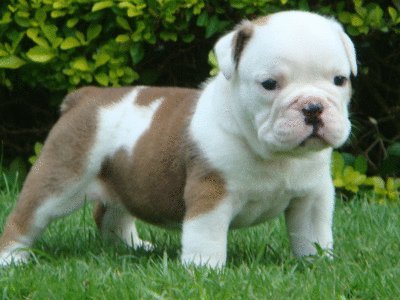 David Steath's album, Send Bulldog Puppies Photos