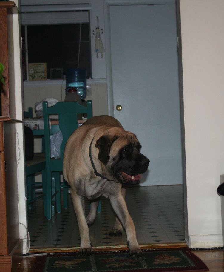 April Stidham's album, Draco-The other part of the family!