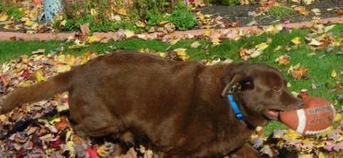 Ellen Baillargeon's album, Profile Pictures