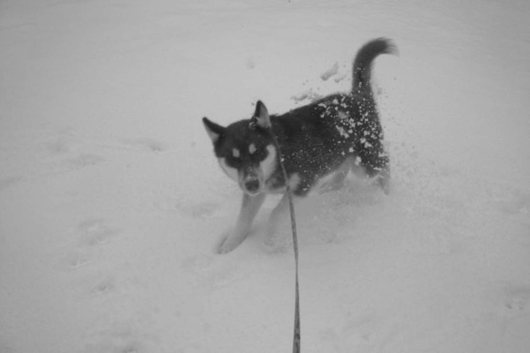 Gail Bates' album, Husky Puppy