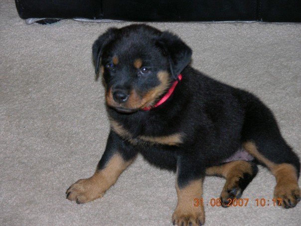 Nancy Calla's album, Bella , (new family addition)