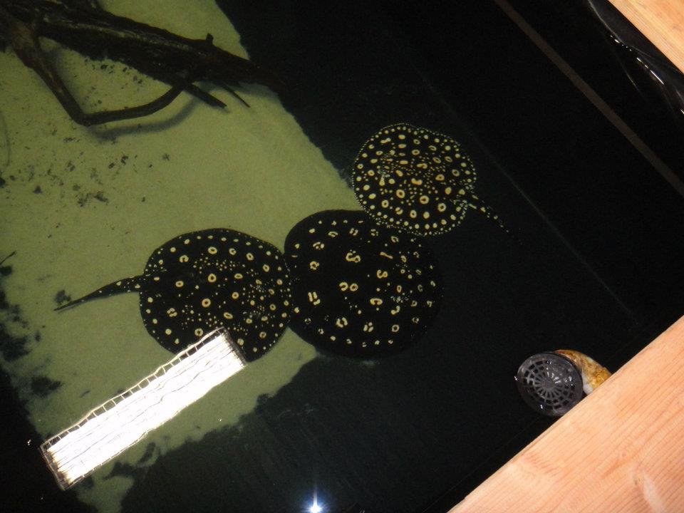 Michael Maranda's album, H2O Custom Aquatics new facility updates