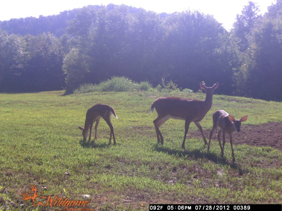 Todd Brouillard's album, Deer Camera