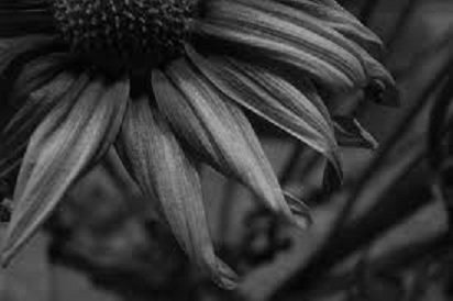 Barbara Jauregui's album, Cover Photos