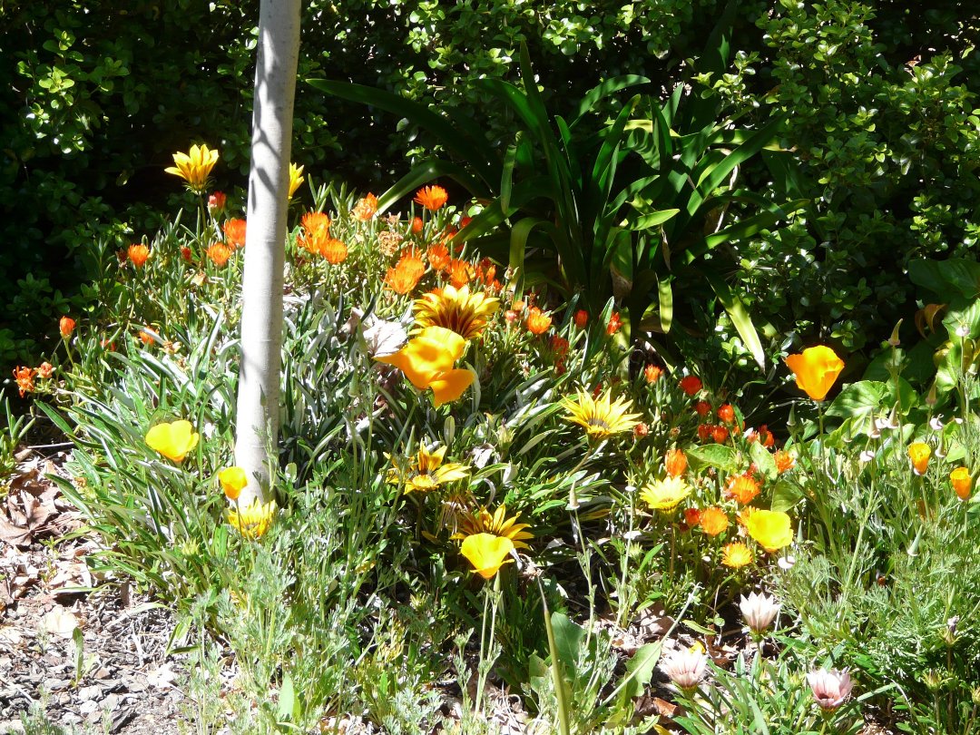 Lynn Mills' album, Garden Pics