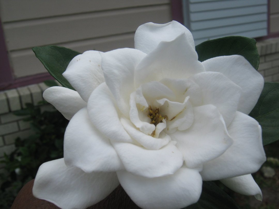 Winthia Rittenhouse's album, Cover Photos