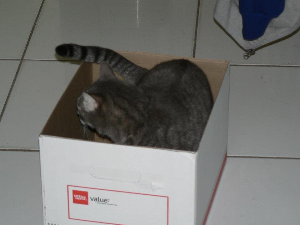 Peter Hibbard's album, Our Cats
