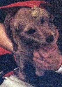 Barbara Ravitz's album, Sweetie Updated