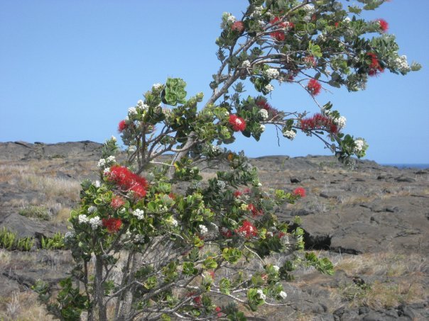 Marie Nellenback's album, Hawaii trip 2009