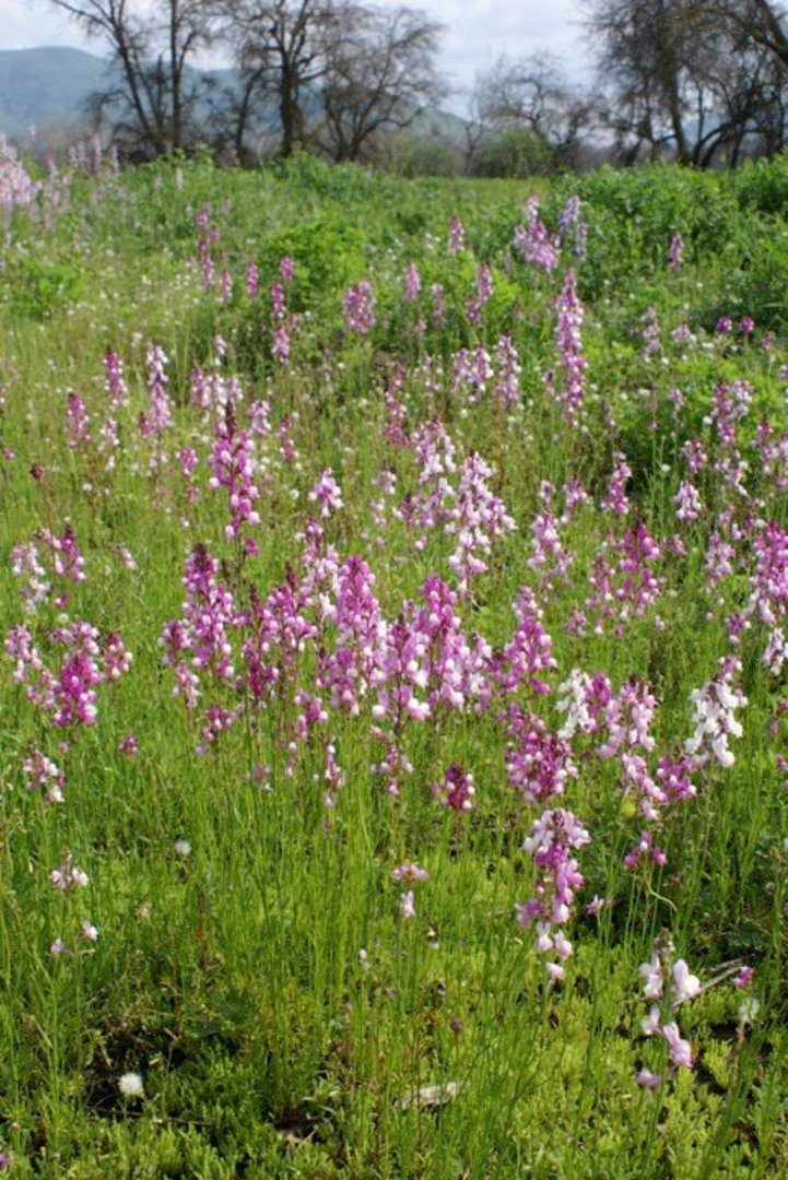 Patrick McGee's album, Blossom Trail