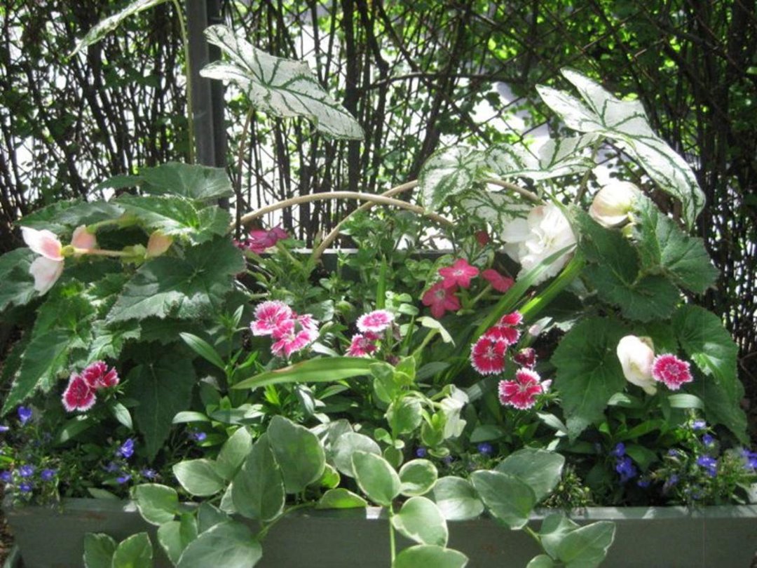 George-Patsy Emery's album, Summer gardens....