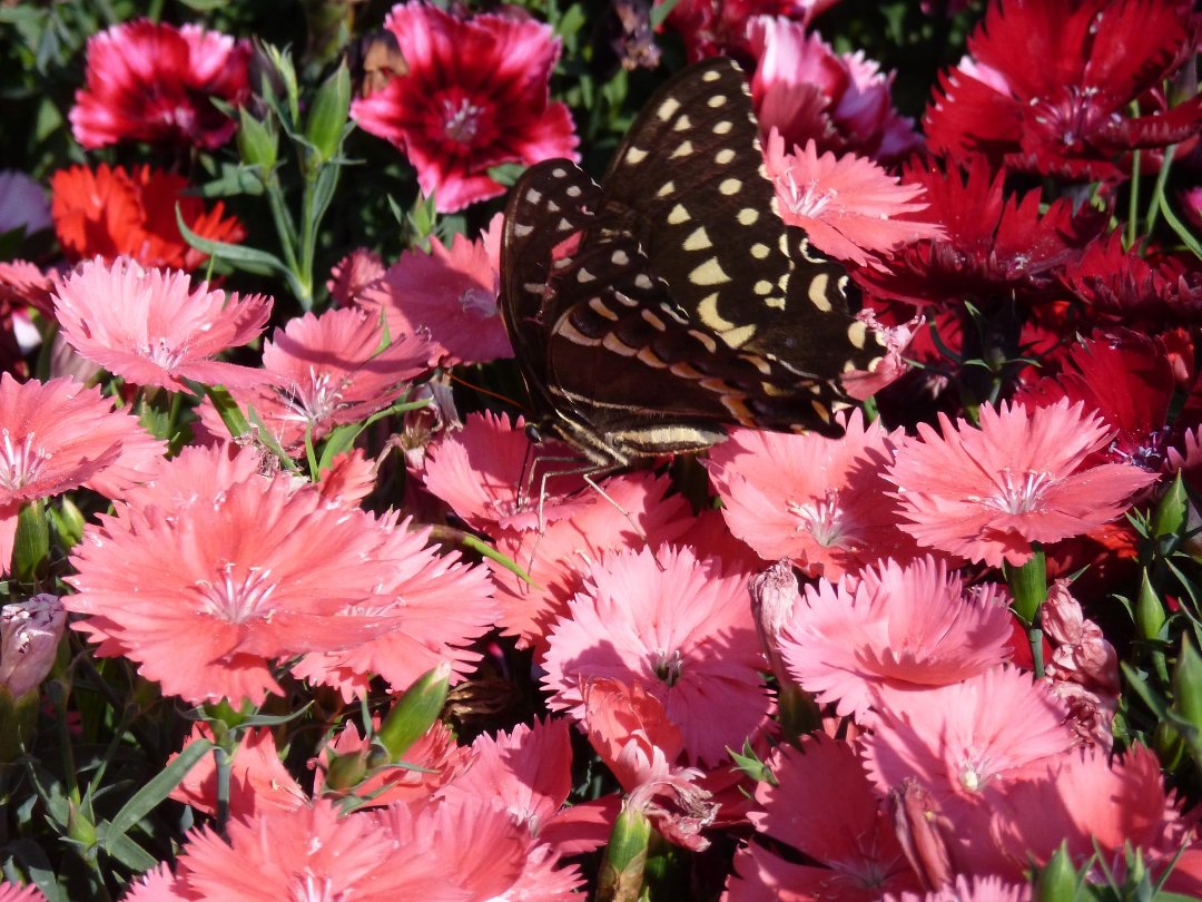 Patricia Singleton Holzman's album, Cover Photos