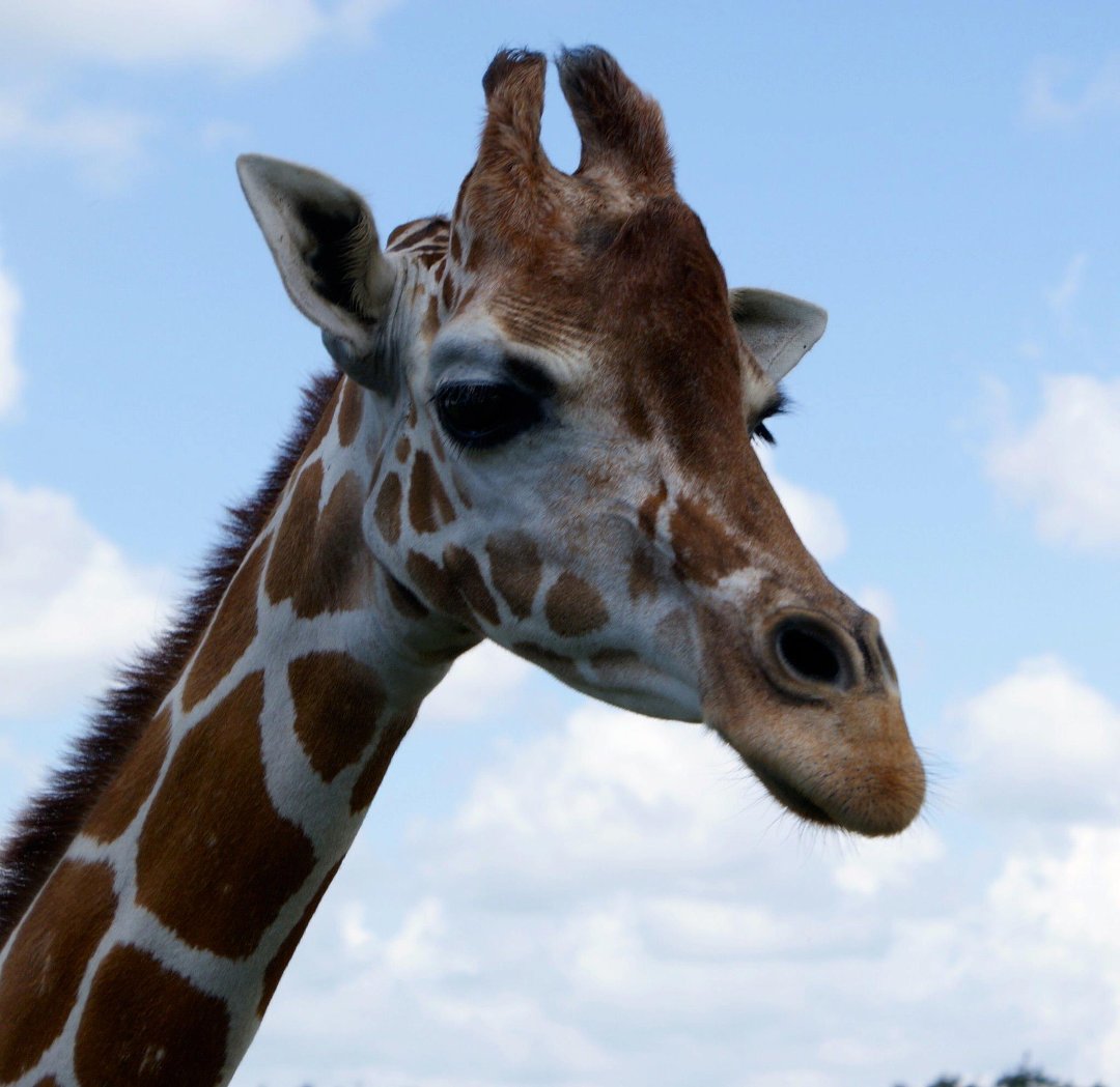 Jon Cluff's album, Busch Gardens Safari