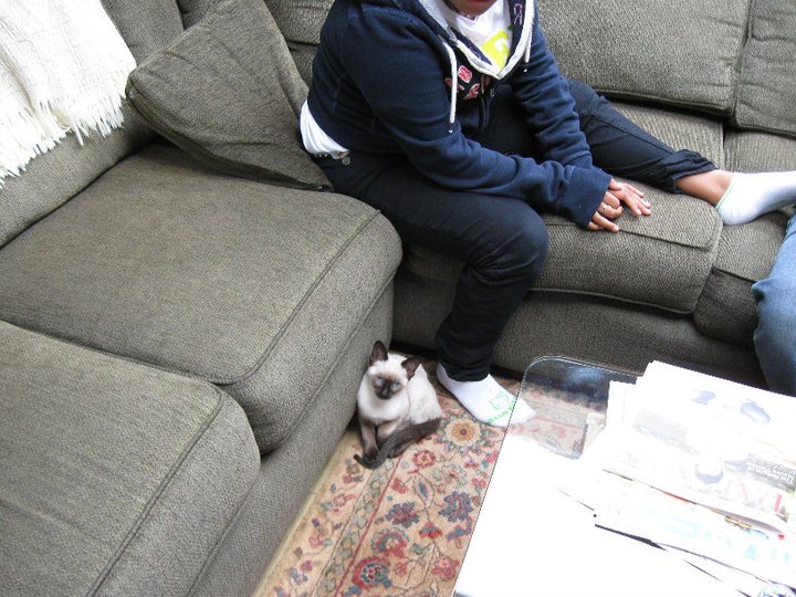 Michael Harvey's album, New Kitten