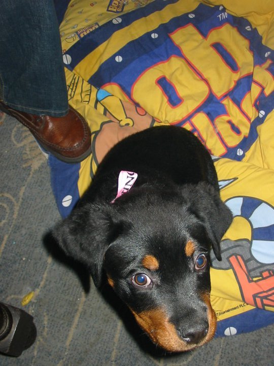 Barbara Maylor's album, Boo - Our Rescue Dog!