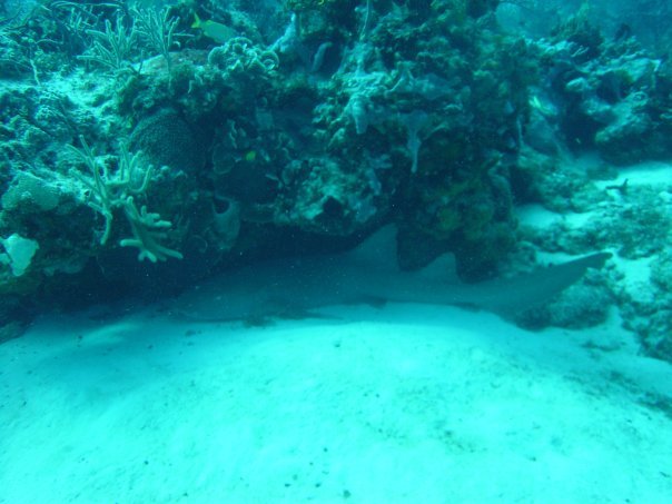 Michael Cochran's album, Underwater Cozumel