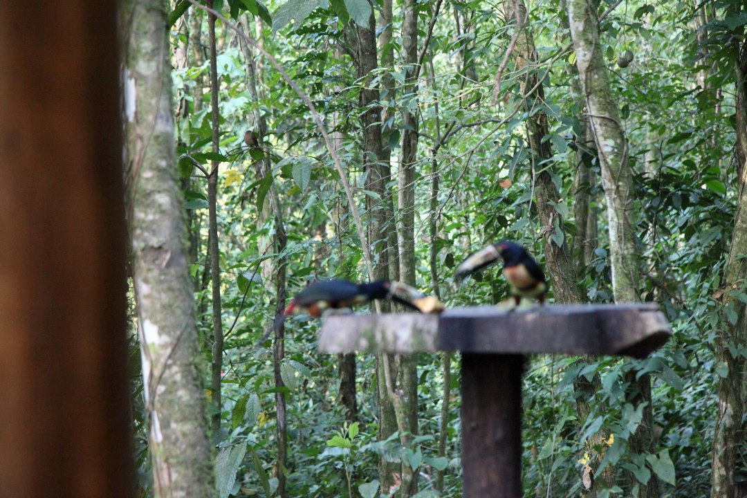 Mark Gorin's album, Bird we saw