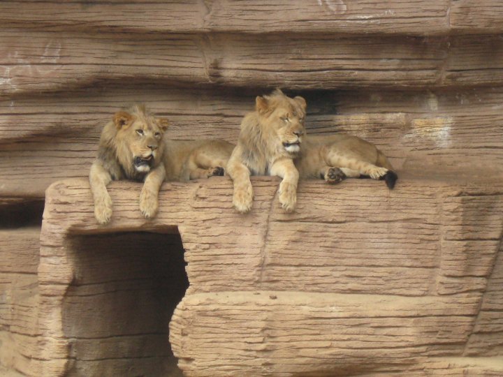 Nancy Reyes' album, Spring Break- Riverbanks Zoo