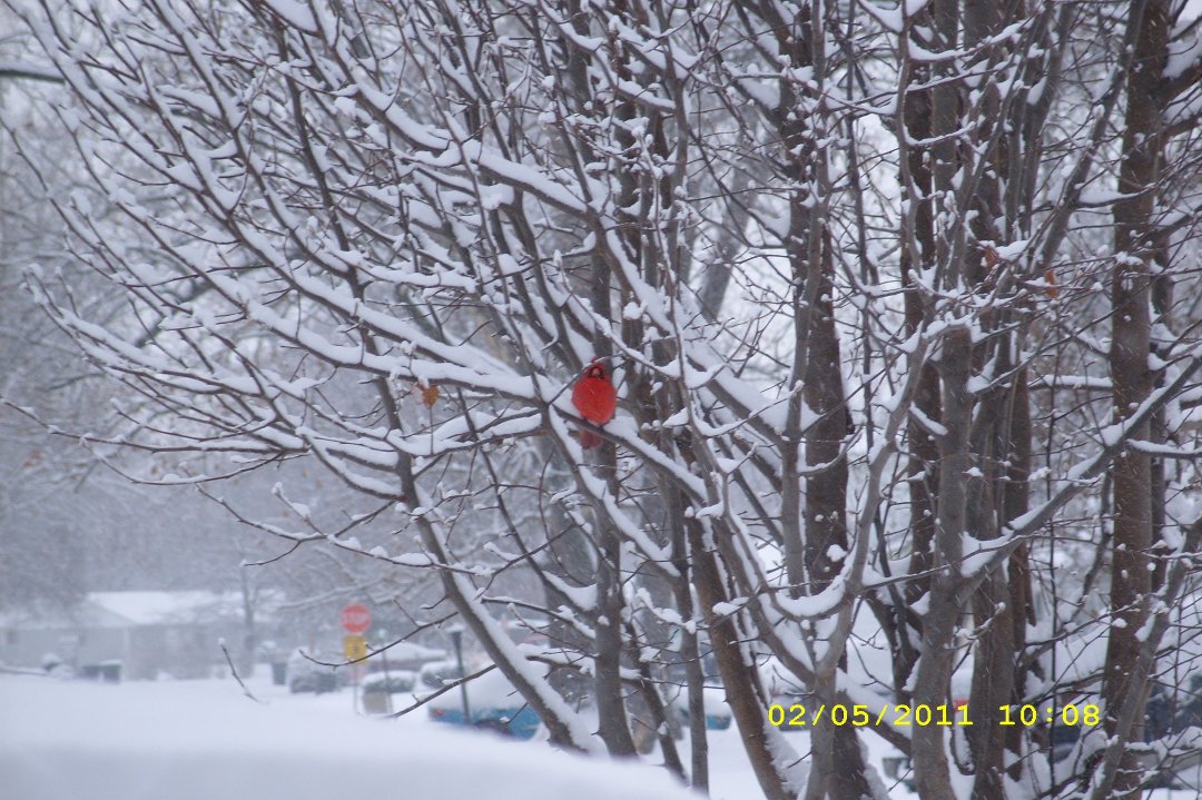 Diane Lenz's album, Timeline Photos