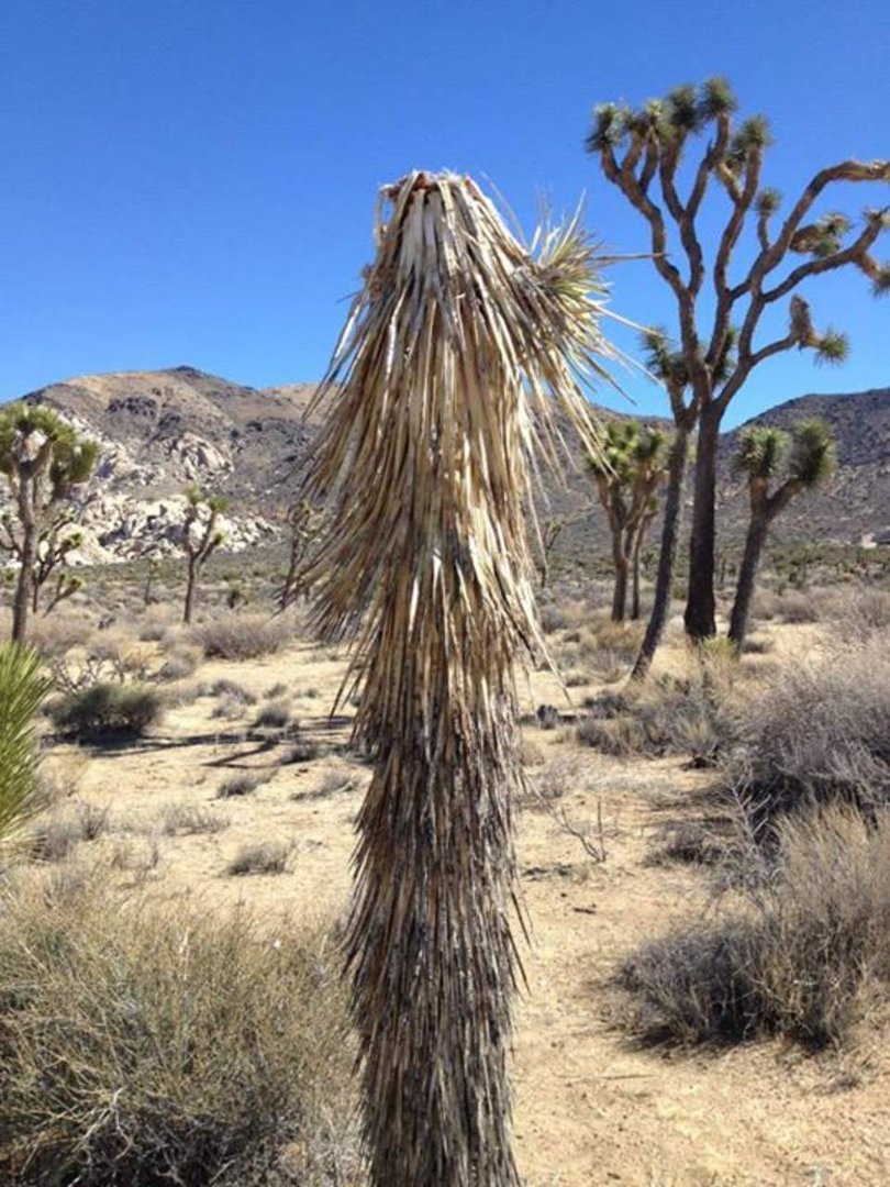 Fran Brown's album, Trip to San Diego and Deserts