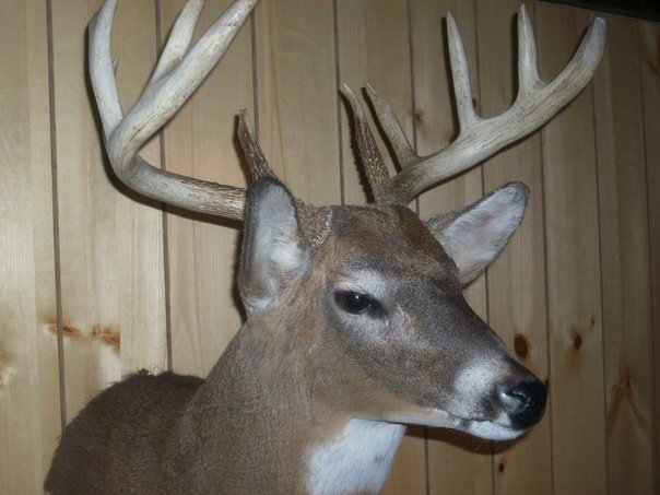 Daniel Garza's album, buck!