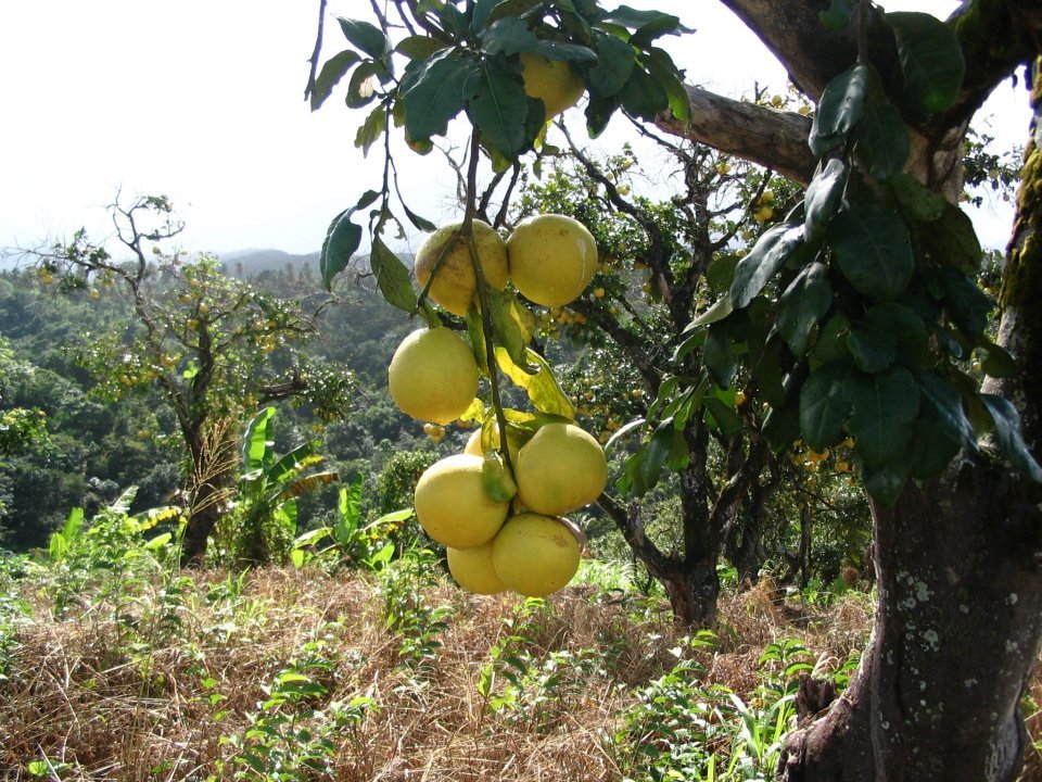 Jo Thompson's album, Dominica 2006