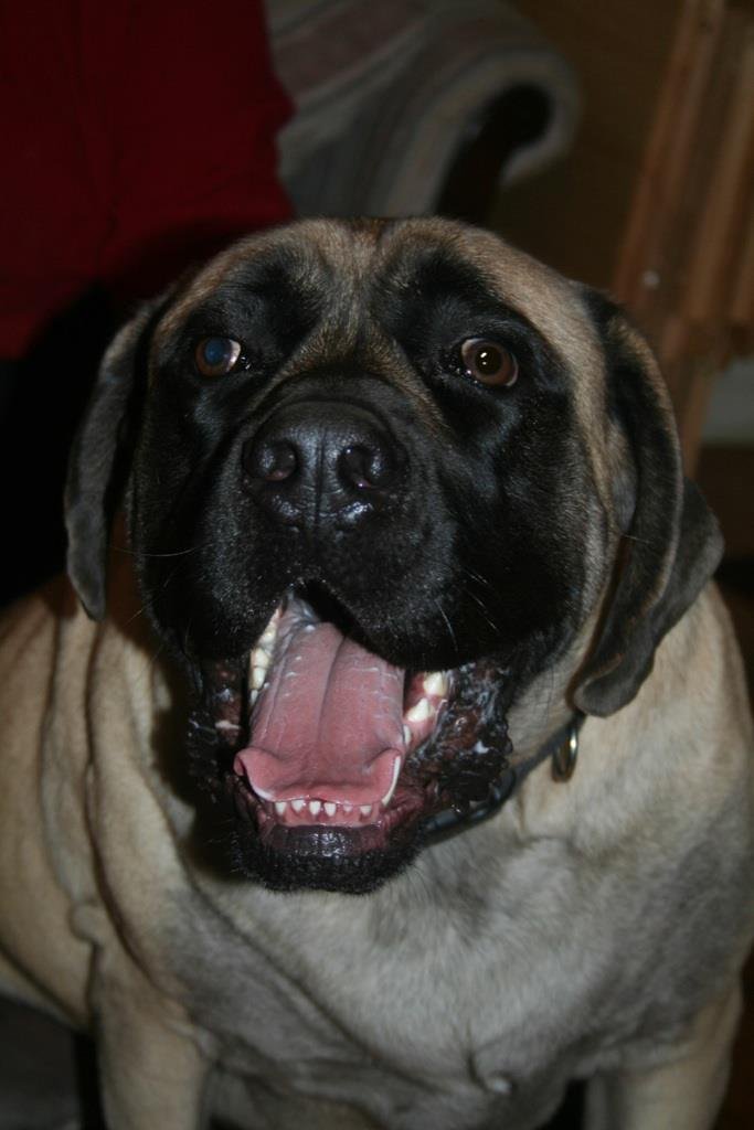 April Stidham's album, Draco-The other part of the family!