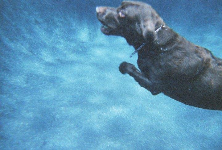 Rodger Darnall's album, Coco and Gavin