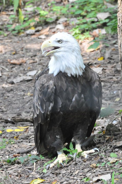 Danny Smith's album, Columbus Zoo August 14, 2010