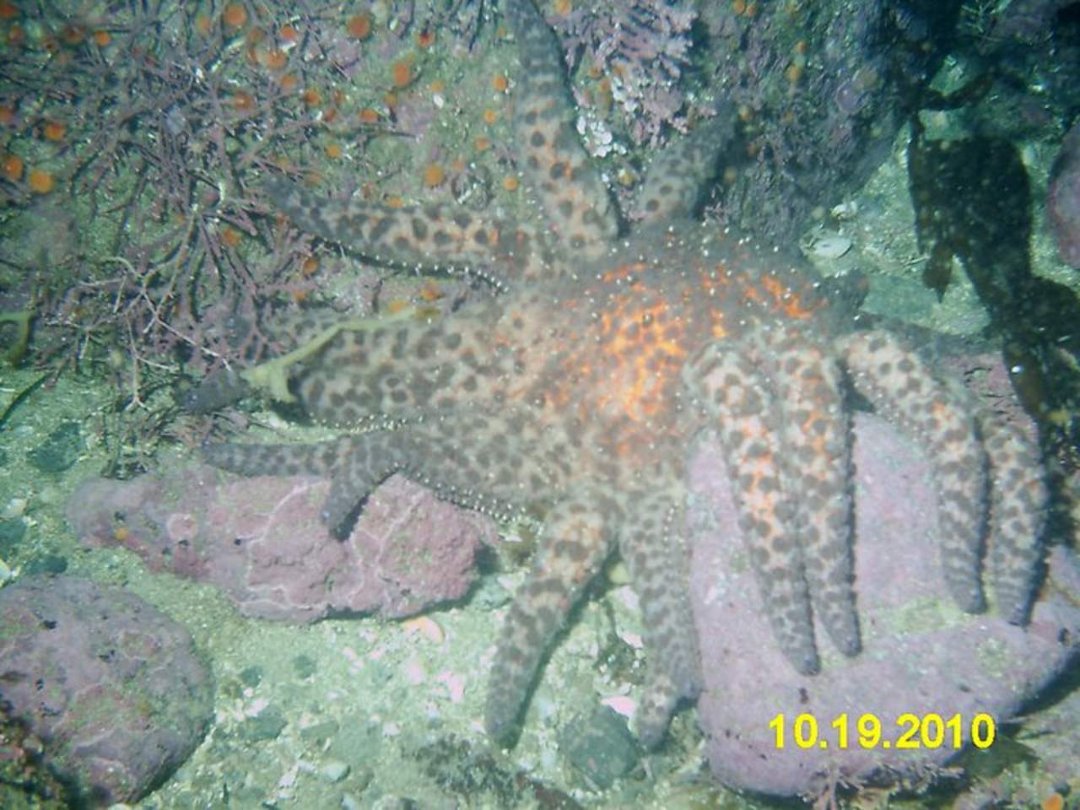 David Haldeman's album, Whalers Cove (Point Lobos) - October 20, 2010
