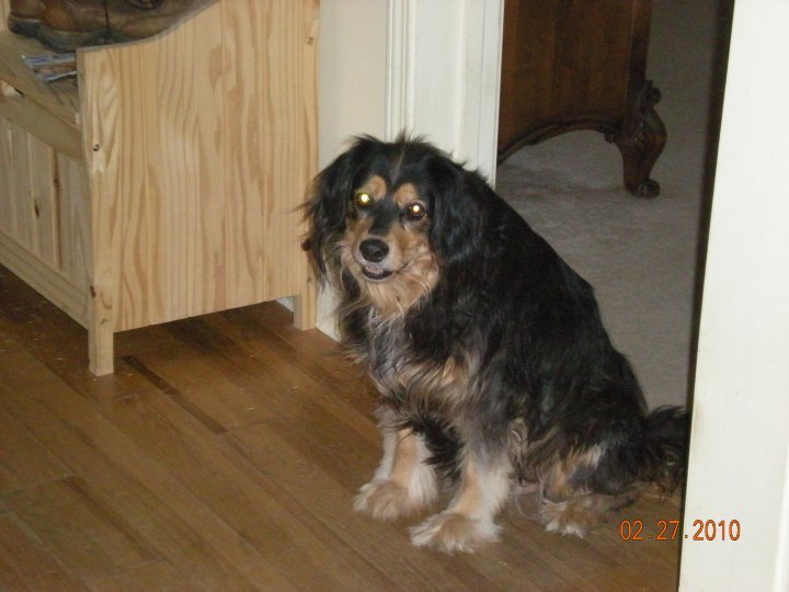 Kristy Schumacher's album, my furry friends