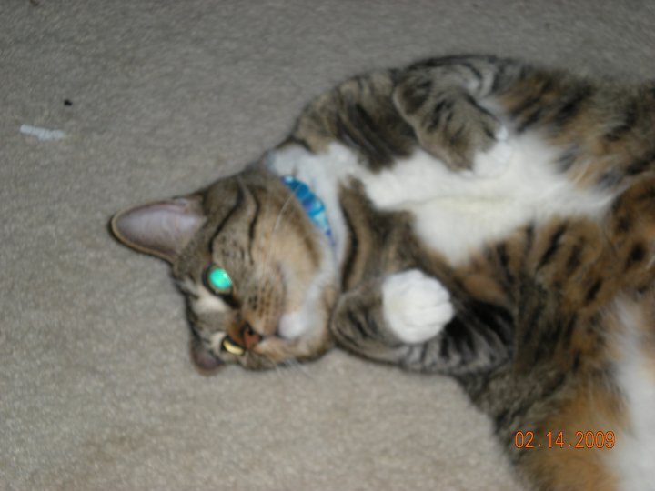 Kristy Schumacher's album, my furry friends