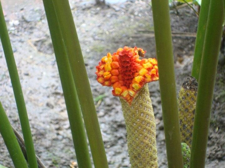 Roy Applegate's album, Pics of Costa Rica
