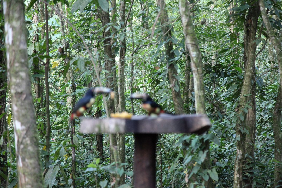 Mark Gorin's album, Bird we saw