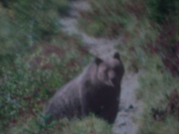 Tom Brewer's album, Kodiak, Alaska, August 2008