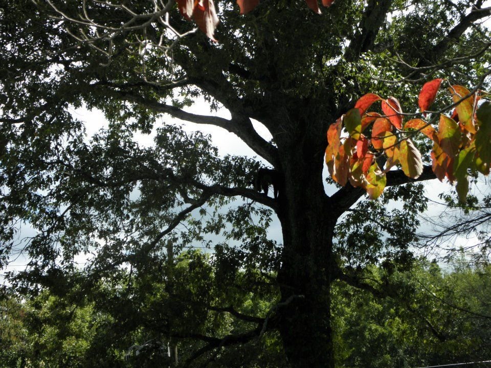 Tami Motes' album, Bears in a tree