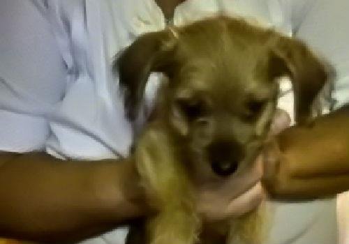 Alma Mand's album, Webcam Photos