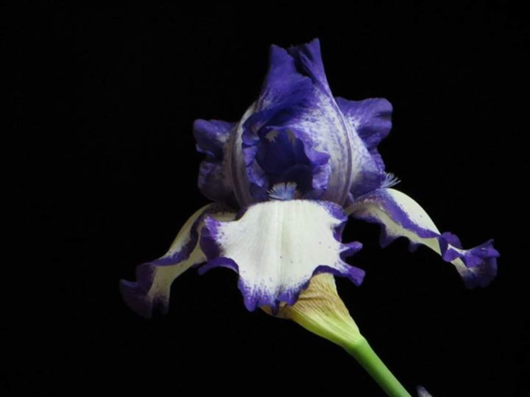Tom Gard's album, pictures of flowers