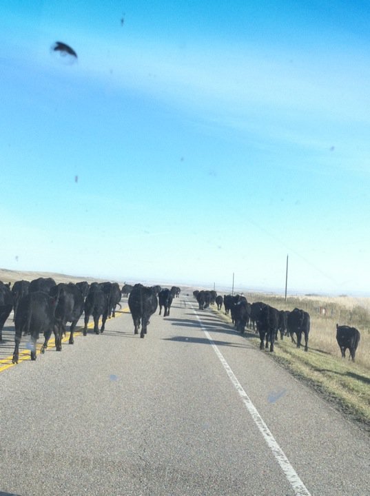 John Mill's album, A Cattle Drive Happened on the Way to Calgary