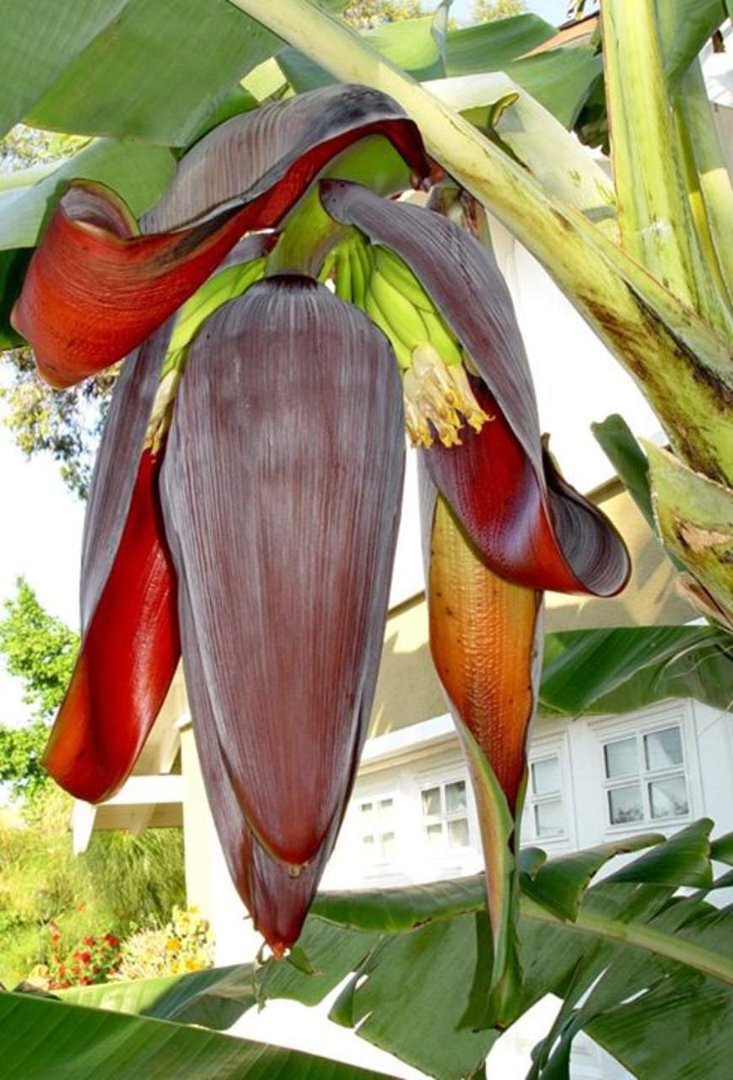 Eric Mandeson's album, Bunches of Bananas