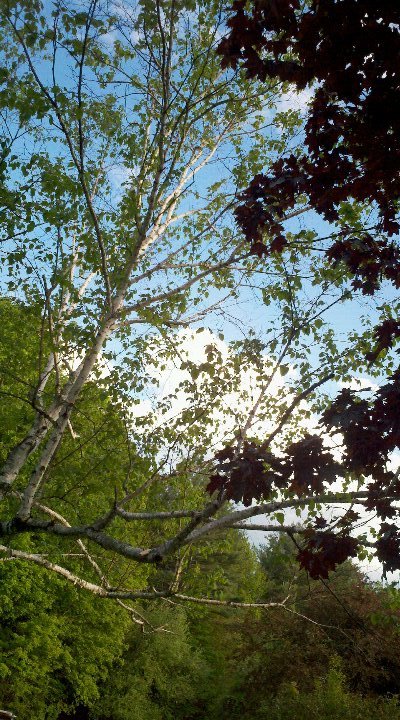 Maureen Gamlin's album, Mobile Uploads