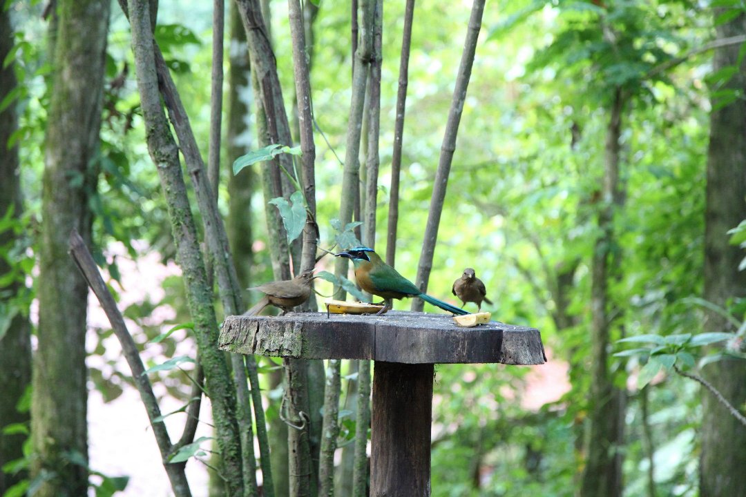 Mark Gorin's album, Bird we saw