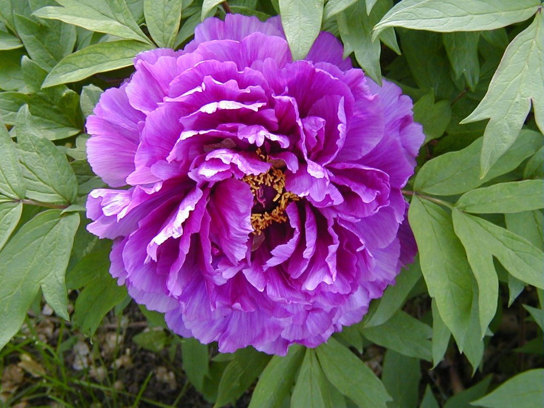 Ron Kopp's album, Peonies
