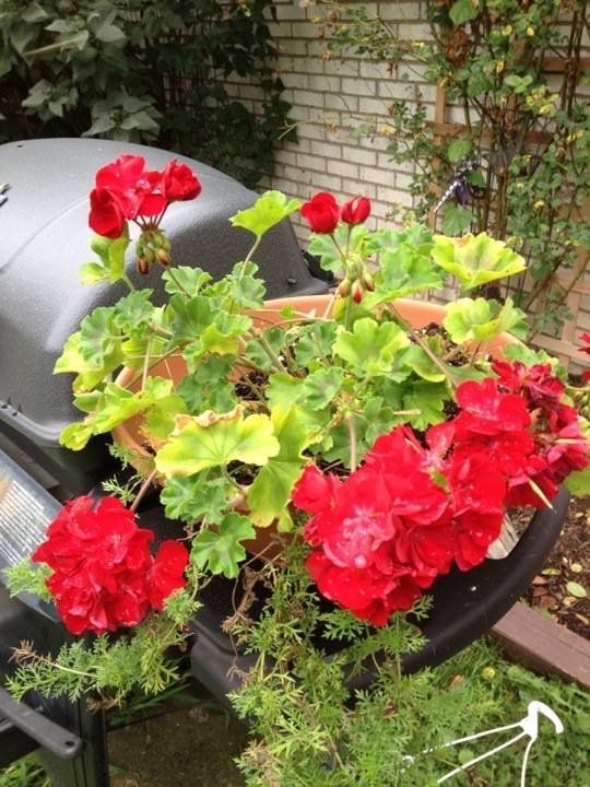 Carol Weiher's album, iOS Photos