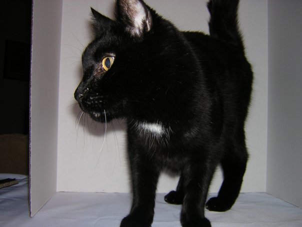 Michael Segle's album, I'm pathetic, I know, posting pictures of my cats...