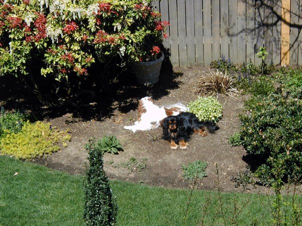 Tom Fairfield's album, Tom and Donna's Puppies